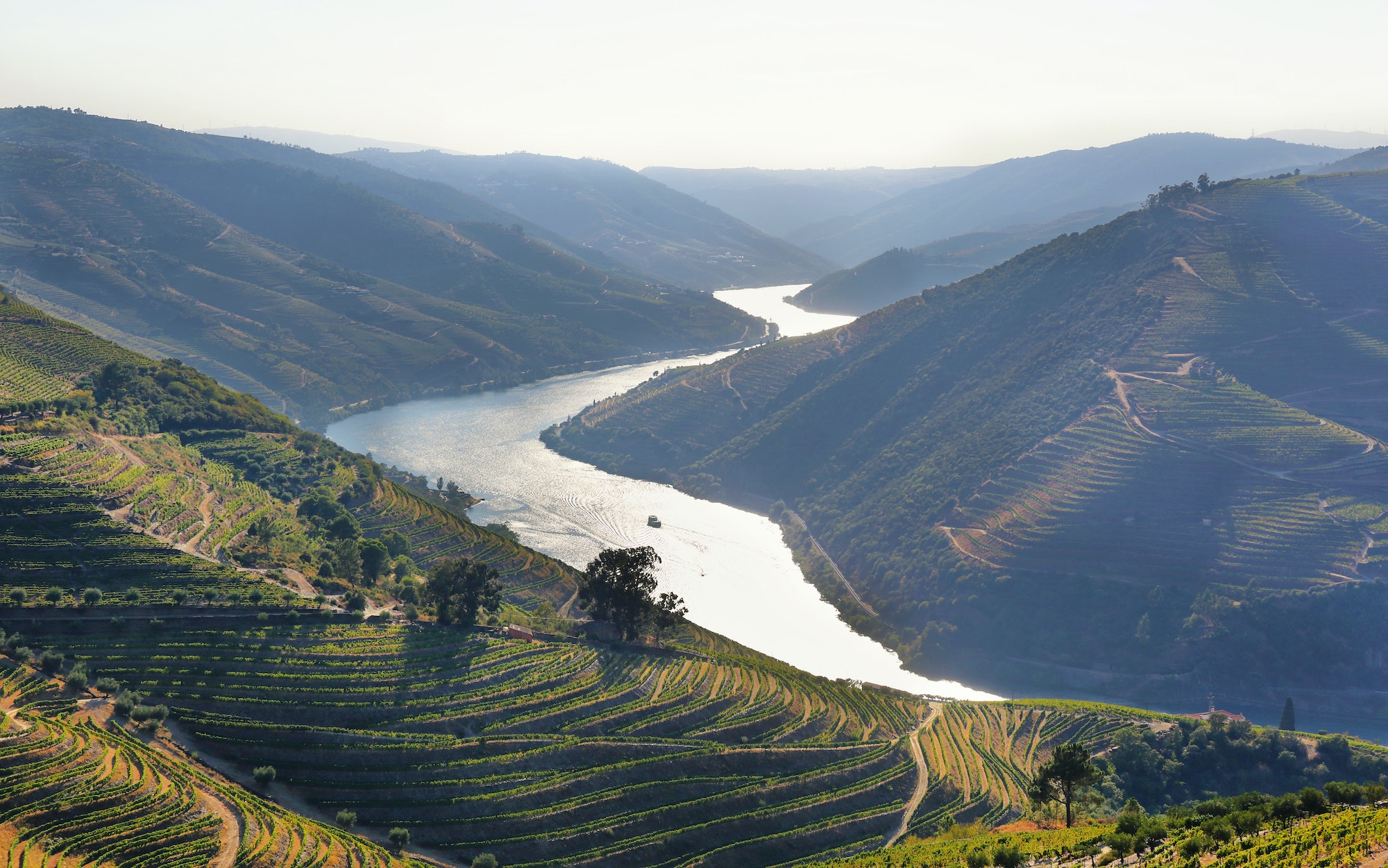 Uitzicht op wijngaarden in de Douro vallei